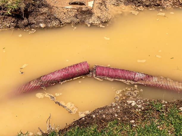 Best Sewage cleanup and water damage restoration  in Jenison, MI